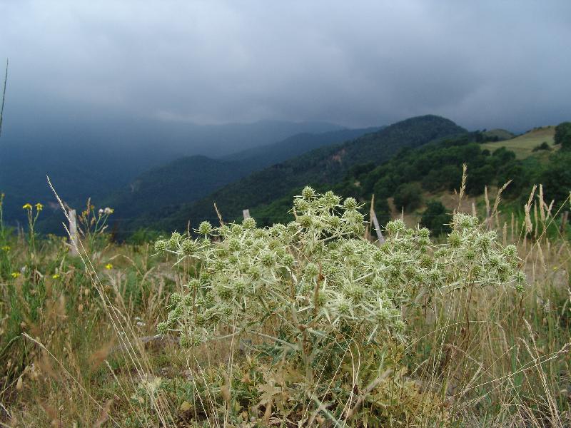 DSC08048 
