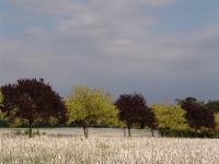 DSC02550 