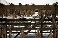 _MG_9808
